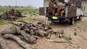 کشف چهار تن چوب قاچاق در دیواندره