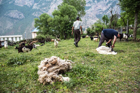 پشم چینی دام در روستای دو آب منطقه سوادکوه مازندران