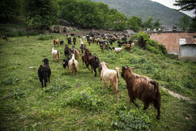 دامگاهی در منطقه سوادکوه روستای دوآب