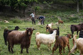 پشم چینی دام در روستای دو آب منطقه سوادکوه مازندران