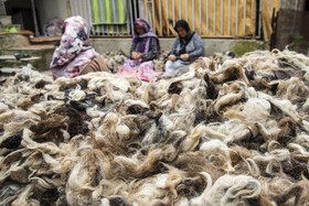 پشمهای چیده شده از دام قبل از حلاجی شدن شسته می‌شود و بعد از خشک شدن مورد استفاده قرار می‌گیرد.