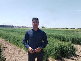 تحول در کشاورزی جنوب شرق تهران با استفاده از ارقام جدید گندم و جو