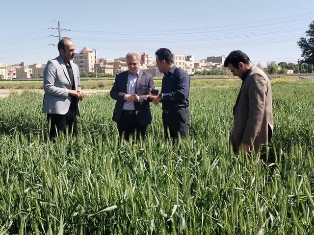 تحول در کشاورزی جنوب شرق تهران با استفاده از ارقام جدید گندم و جو