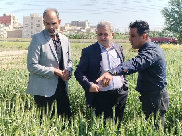 تحول در کشاورزی جنوب شرق تهران با استفاده از ارقام جدید گندم و جو