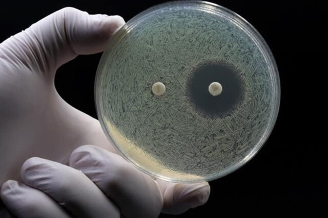 ویدیو/ مقاومت میکروبها شکست؛ کشف آنتیبیوتیکی جدید ویدیو/ مقاومت میکروبها شکست؛ کشف آنتیبیوتیکی جدید