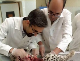 محیط زیست کرمان علت مرگ توله پلنگ‌های پارک ملی خبر را اعلام کرد