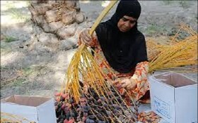 حمایت از مشاغل زنان روستایی جنوب کرمان، کانون توجه بنیاد علوی