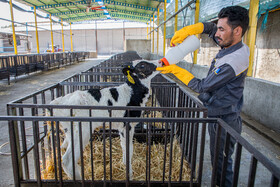 کارگران، اصلیترین سرمایه انسانی هستند که نقشی کلیدی در رشد اقتصادی و شکوفایی کشور ایفا میکنند