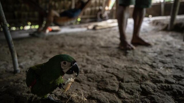 تصاویر؛ آخرین نگهبانان جنگلهای آمازون