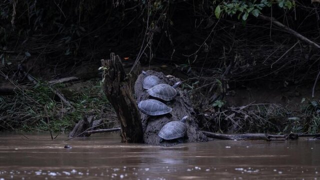 تصاویر؛ آخرین نگهبانان جنگلهای آمازون