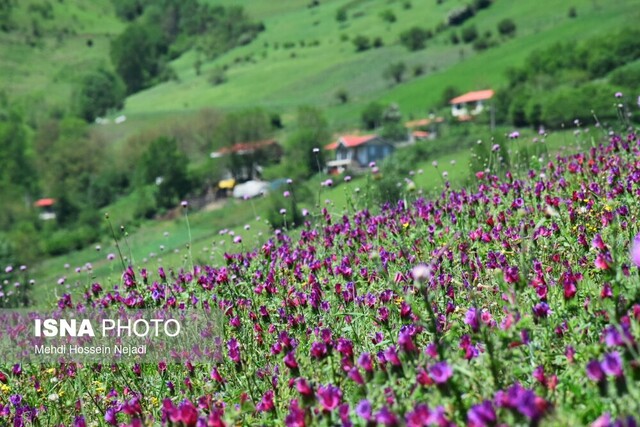 جشنواره گیاهان دارویی در آستارا برگزار می‌شود