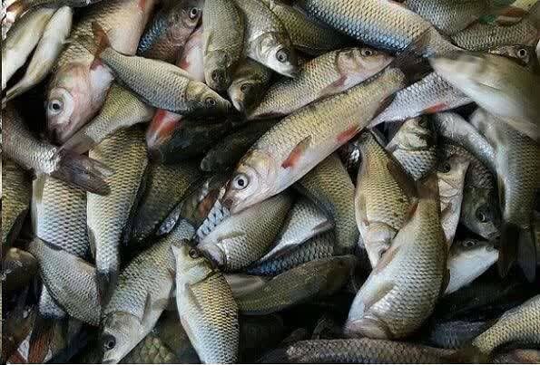 رهاسازی بیش از ۲۵ هزار قطعه بچه ماهی کپور در دریاچه گیلارلو گرمی