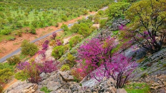 تنگه ارغوان؛ باغ طبیعت در دل ایلام و درختان نادرش