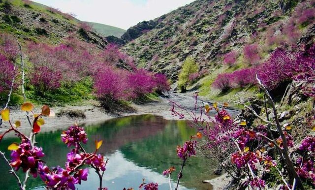 تنگه ارغوان؛ باغ طبیعت در دل ایلام و درختان نادرش