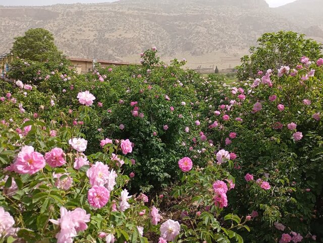 آغاز برداشت گل محمدی از گلستان‌های شهرستان چرداول