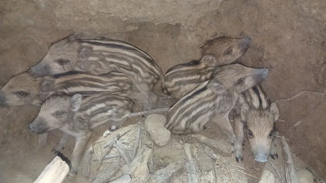نجات ۶ توله گراز از مرگ حتمی در کازرون