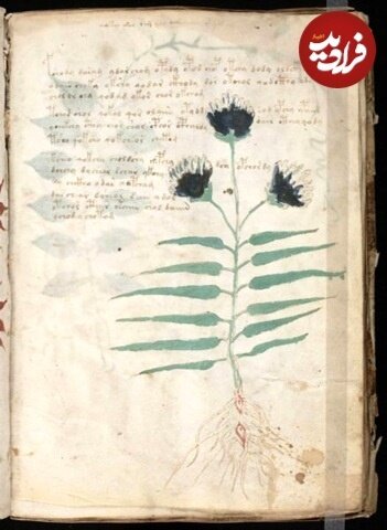 کتاب ۶۰۰ سالۀ مرموزی که هیچکس نمیتواند آن را بخواند