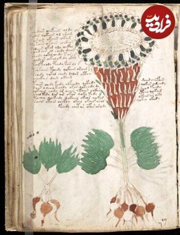 کتاب ۶۰۰ سالۀ مرموزی که هیچکس نمیتواند آن را بخواند