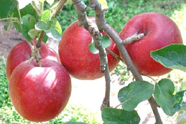ترکیب طبیعی موجود در سیب که برای لثه مفید است ترکیب طبیعی موجود در سیب که برای لثه مفید است