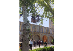 چنارهای کهنسال کاخ گلستان آسیب‌شناسی می‌شود