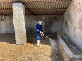 سم‌پاشی بیش از ۱۴۴ هزار رأس دام سیستان و بلوچستان علیه انگل خارجی