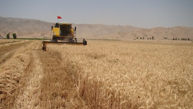 کمبود بارندگی و فقدان رشد مناسب غلات در بجستان