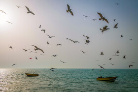 خلیج فارس