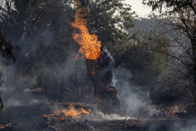 آتش منطقه الیت کمتر از ۸ هکتار شده است