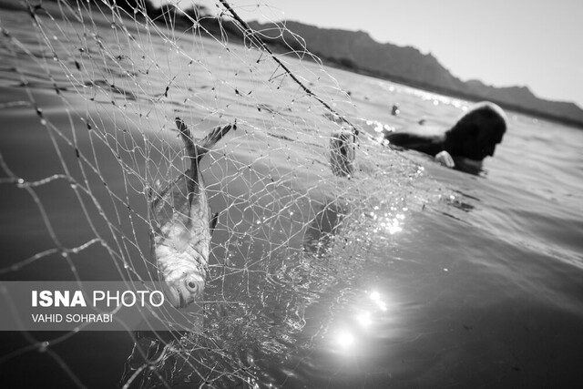 خلیج فارس؛ یکی از مناسب‌ترین مناطق جهان برای توسعه پرورش ماهی در قفس