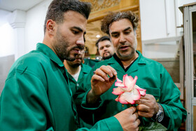 گل آرایی ضریح حضرت معصومه (س) به مناسبت ولادت امام رضا(ع)