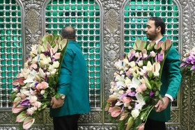 تعویض گل‌های ضریح حرم مطهر امام‌رضا(ع)