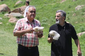 آیین ۶۰۰ ساله ورف چال  روستای آب اسک آمل -مازندران