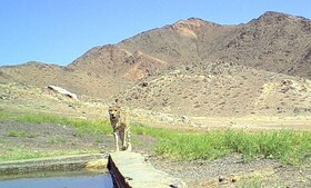 لایروبی و ضدعفونی آبشخورهای پارک ملی توران