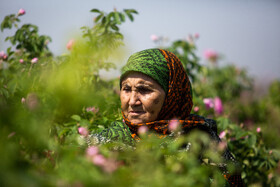 برداشت گل محمدی از روستای «فرخد» - قمصر خراسان