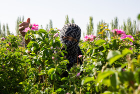 برداشت گل محمدی از روستای «فرخد» - قمصر خراسان