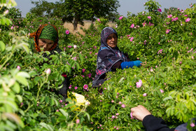 برداشت گل محمدی از روستای «فرخد» - قمصر خراسان