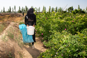 برداشت گل محمدی از روستای «فرخد» - قمصر خراسان