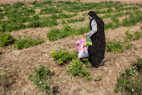 برداشت گل محمدی از روستای «فرخد» - قمصر خراسان