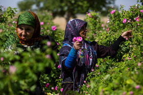 برداشت گل محمدی از روستای «فرخد» - قمصر خراسان