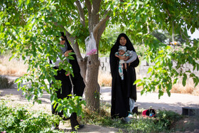 برداشت گل محمدی از روستای «فرخد» - قمصر خراسان