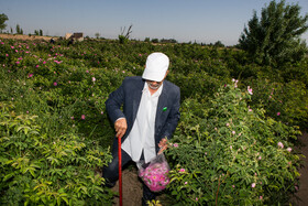 برداشت گل محمدی از روستای «فرخد» - قمصر خراسان