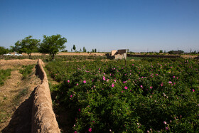 برداشت گل محمدی از روستای «فرخد» - قمصر خراسان