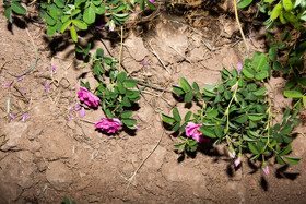 برداشت گل محمدی از روستای «فرخد» - قمصر خراسان