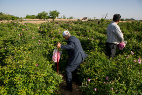 برداشت گل محمدی از روستای «فرخد» - قمصر خراسان
