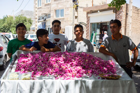 برداشت گل محمدی از روستای «فرخد» - قمصر خراسان