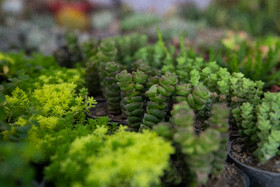 افتتاح بیستمین نمایشگاه گل و گیاه با حضور شهردار تهران