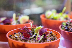 افتتاح بیستمین نمایشگاه گل و گیاه با حضور شهردار تهران