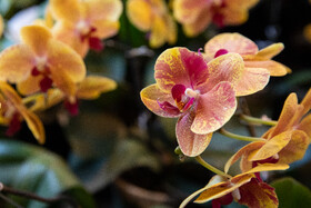 افتتاح بیستمین نمایشگاه گل و گیاه با حضور شهردار تهران