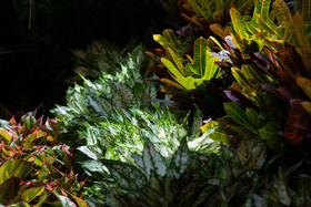 افتتاح بیستمین نمایشگاه گل و گیاه با حضور شهردار تهران