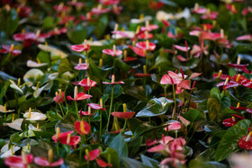 افتتاح بیستمین نمایشگاه گل و گیاه با حضور شهردار تهران